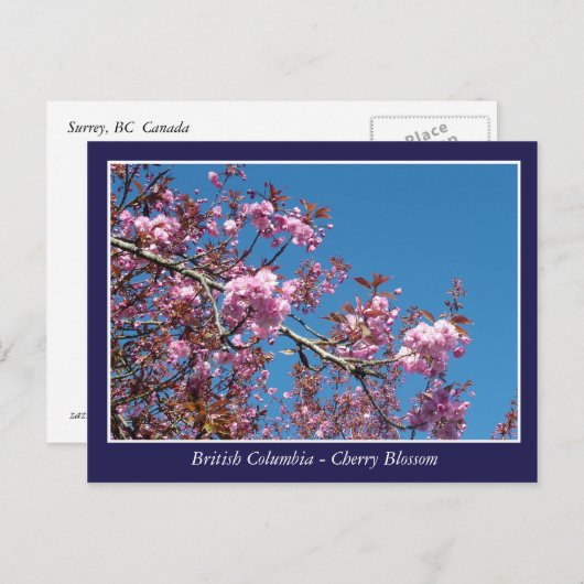 briefkaart met mooie kersen bloesem (Voorkant / Achterkant)