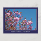 briefkaart met mooie kersen bloesem (Voorkant)