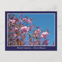 briefkaart met mooie kersen bloesem