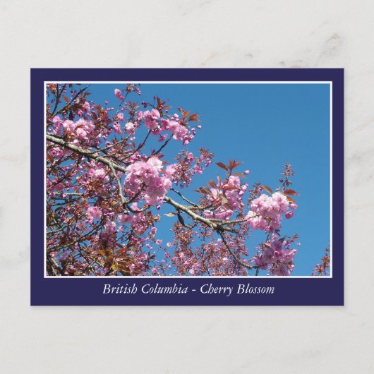 briefkaart met mooie kersen bloesem (Voorkant)