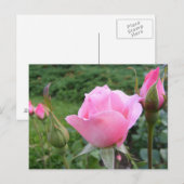 Briefkaart met mooie roze rozen (Voorkant / Achterkant)
