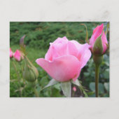 Briefkaart met mooie roze rozen (Voorkant)