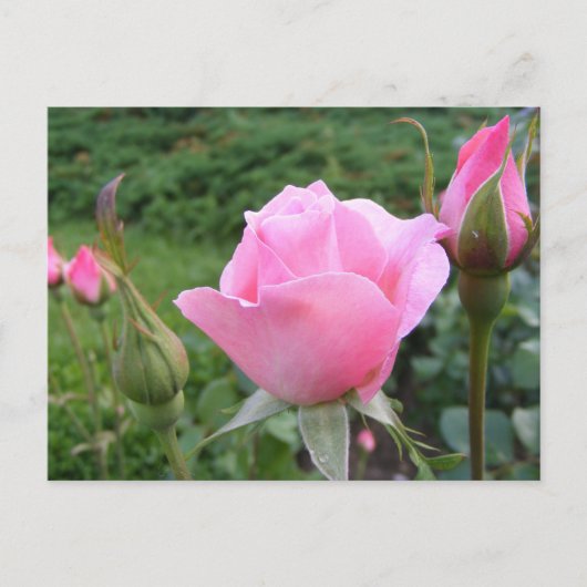 Briefkaart met mooie roze rozen (Voorkant)