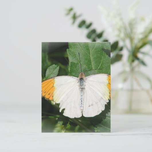 Briefkaart met Oranje gepunte witte vleugelvlinder (Staand voorkant)