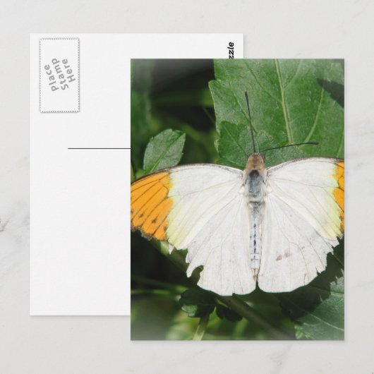 Briefkaart met Oranje gepunte witte vleugelvlinder (Voorkant / Achterkant)