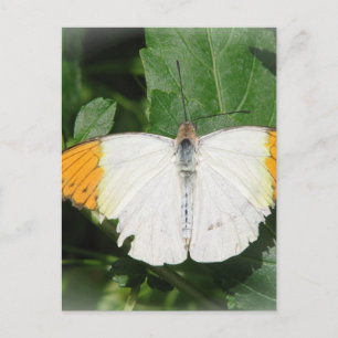 Briefkaart met Oranje gepunte witte vleugelvlinder