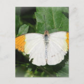 Briefkaart met Oranje gepunte witte vleugelvlinder (Voorkant)