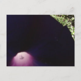 Briefkaart met paarse bloemen