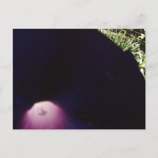 Briefkaart met paarse bloemen (Voorkant)