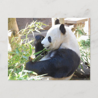 Briefkaart met Panda