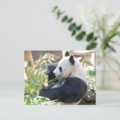 Briefkaart met Panda (Staand voorkant)