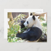 Briefkaart met Panda (Voorkant / Achterkant)