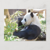 Briefkaart met Panda (Voorkant)