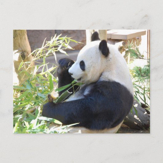 Briefkaart met Panda (Voorkant)