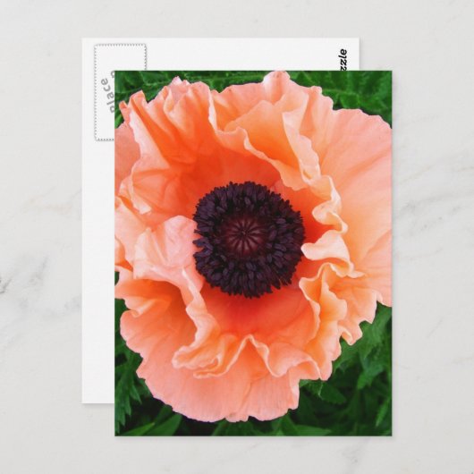 Briefkaart met papaverventilator (Voorkant / Achterkant)