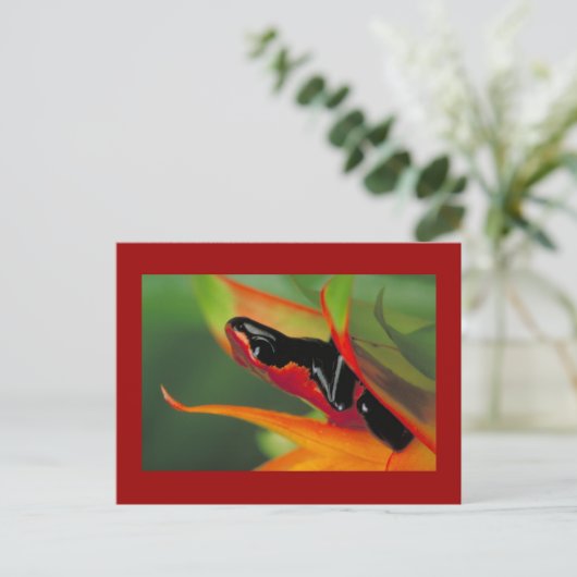 Briefkaart met plaspharige gifkikkervis (Staand voorkant)