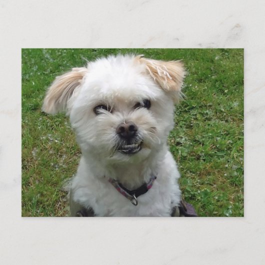 Briefkaart met pooldwarsdoorsnede glimlachen (Voorkant)