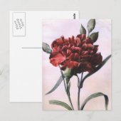  Briefkaart met rode anjerbloem (Voorkant / Achterkant)