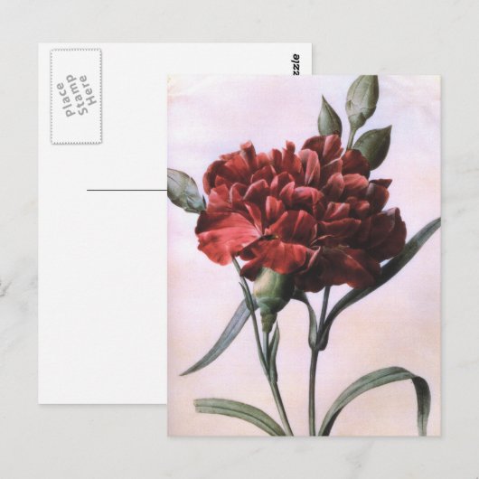  Briefkaart met rode anjerbloem (Voorkant / Achterkant)