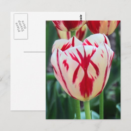 Briefkaart met rode en witte tulp (Voorkant / Achterkant)