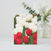 Briefkaart met rode en witte tulpen (Staand voorkant)