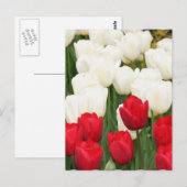 Briefkaart met rode en witte tulpen (Voorkant / Achterkant)