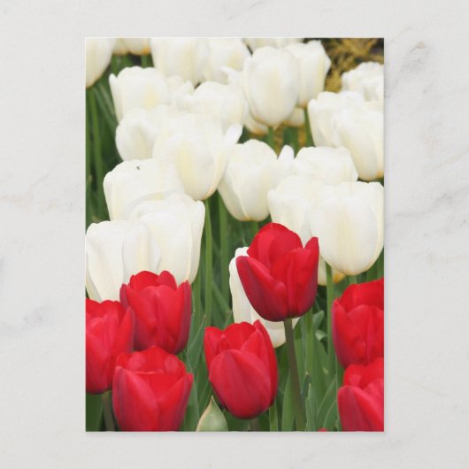Briefkaart met rode en witte tulpen (Voorkant)