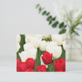Briefkaart met rode en witte tulpen (Staand voorkant)