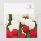 Briefkaart met rode en witte tulpen (Voorkant / Achterkant)