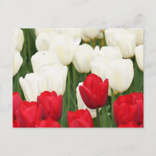 Briefkaart met rode en witte tulpen