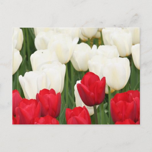 Briefkaart met rode en witte tulpen (Voorkant)