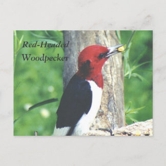 Briefkaart met rode kop, houpecker