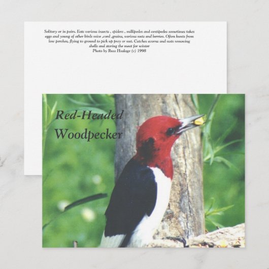 Briefkaart met rode kop, houpecker (Voorkant / Achterkant)