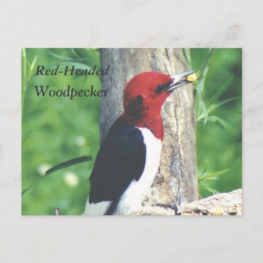 Briefkaart met rode kop, houpecker (Voorkant)