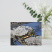 Briefkaart met rode oorschelp (Staand voorkant)