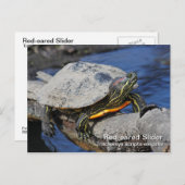 Briefkaart met rode oorschelp (Voorkant / Achterkant)