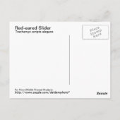 Briefkaart met rode oorschelp (Achterkant)