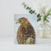 Briefkaart met rode schouders (Buteo lineatus) (Staand voorkant)