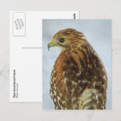 Briefkaart met rode schouders (Buteo lineatus) (Voorkant / Achterkant)