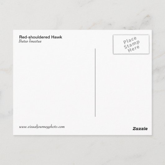 Briefkaart met rode schouders (Buteo lineatus) (Achterkant)