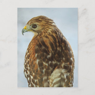 Briefkaart met rode schouders (Buteo lineatus)