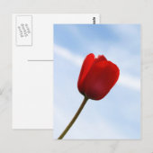 Briefkaart met rode tulpen (Voorkant / Achterkant)