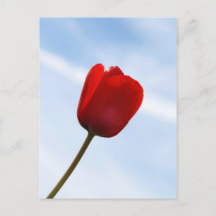 Briefkaart met rode tulpen
