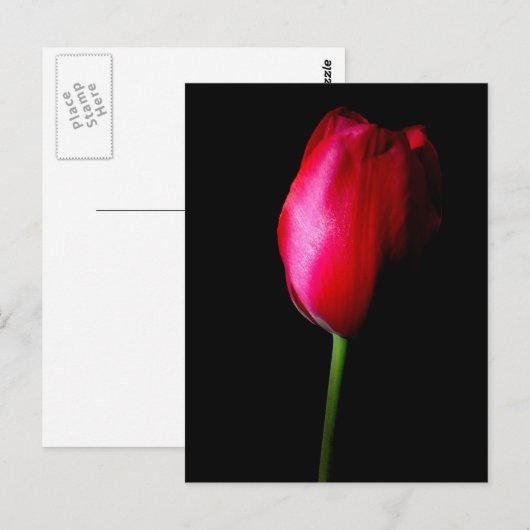 Briefkaart met rode tulpen (Voorkant / Achterkant)