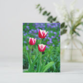 Briefkaart met rode tulpen (Staand voorkant)