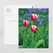 Briefkaart met rode tulpen (Voorkant / Achterkant)