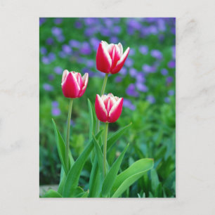 Briefkaart met rode tulpen
