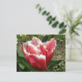 Briefkaart met roze rand tulp (Staand voorkant)