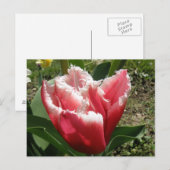 Briefkaart met roze rand tulp (Voorkant / Achterkant)