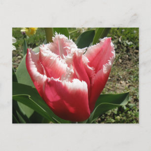 Briefkaart met roze rand tulp